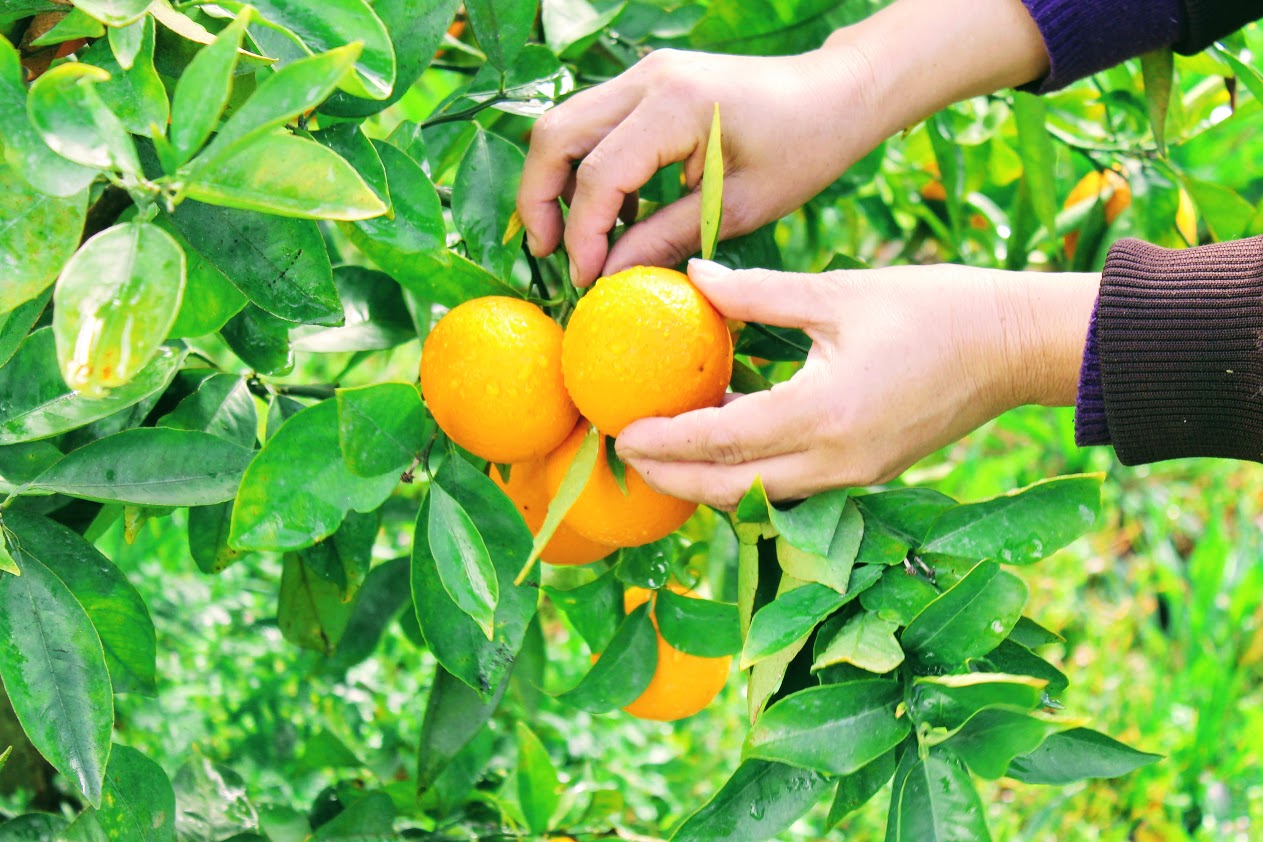 Orange Harvest Experience